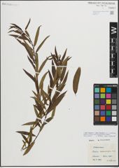 Foto von Salix triandra L. x Salix viminalis L.